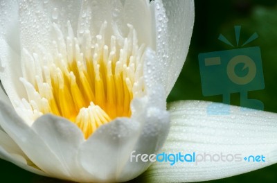 White Lotus Flower Stock Photo