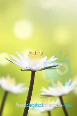 White Lotus Flower Stock Photo