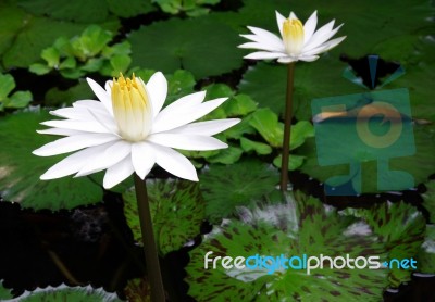 White Lotus In Pond Stock Photo