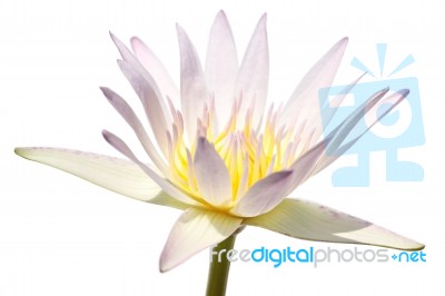 White Lotus Isolated Stock Photo