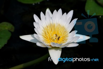 White Lotus  Isolated On White Background Stock Photo