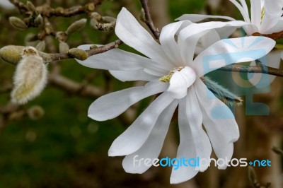 White Magnolia Flowering Stock Photo