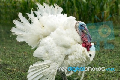 White Male Turkey On Grass Stock Photo