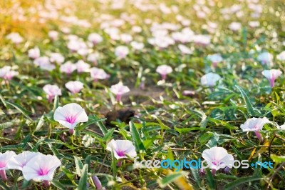 White Morning Glory Flower Stock Photo