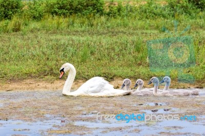 White Mother Swan Swimming In Line With Young Stock Photo