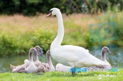 White Mother Swan With Young Chicks Stock Photo