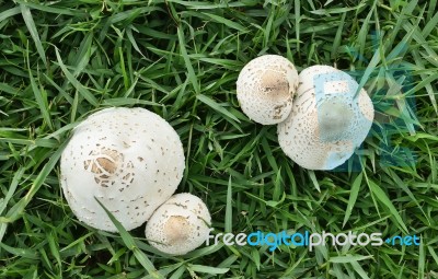 White Mushroom Stock Photo