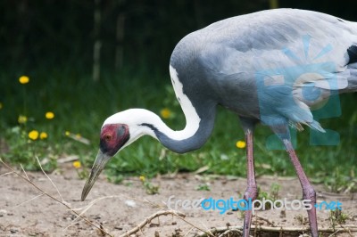 White Naped Crane Stock Photo