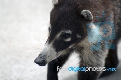 White-nosed Coati Stock Photo