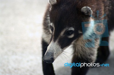 White-nosed Coati Stock Photo