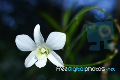 White Orchid Stock Photo