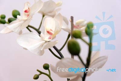 White Orchid Isolated Stock Photo