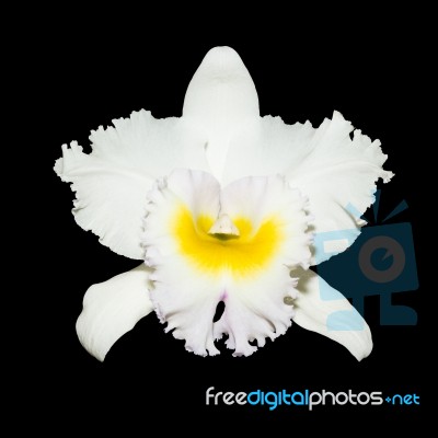 White Orchid Isolated On Black Background With Clipping Path Stock Photo