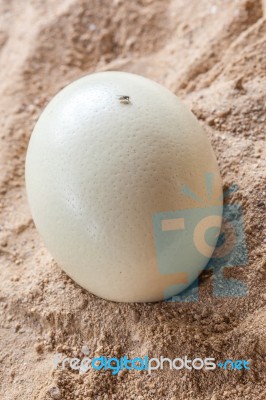 White Ostrich Egg Stock Photo