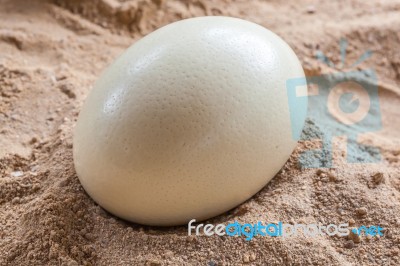 White Ostrich Egg Stock Photo