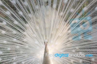 White Peacock Show With Feathers Stock Photo