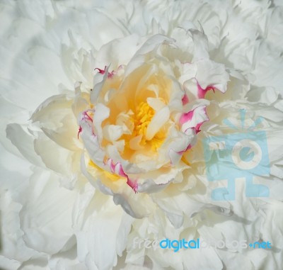 White Peony Stock Photo