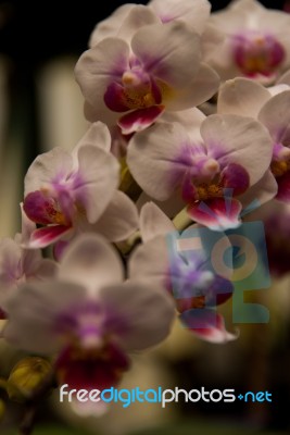 White Phalaenopsis Bouquet Stock Photo