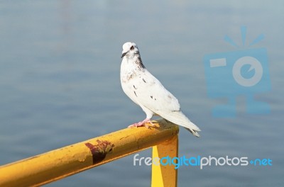 White Pigeon Perching On Yellow Metal Bar Stock Photo