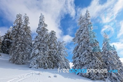 White Pines Stock Photo