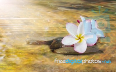 White Pink And Yellow Fragrant Flower Plumeria Or Frangipani On Stock Photo