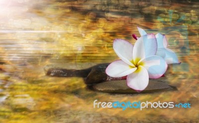 White Pink And Yellow Fragrant Flower Plumeria Or Frangipani On Stock Photo