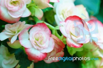 White Pink Begonia Flower In Garden Stock Photo