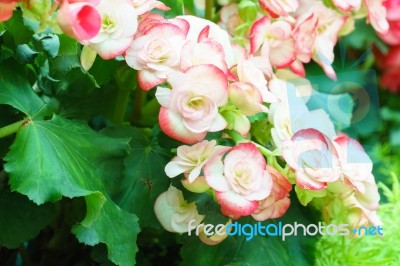 White Pink Begonia Flower In Garden Stock Photo