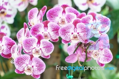 White Pink Phalaenopsis Orchid Flower In Garden Stock Photo