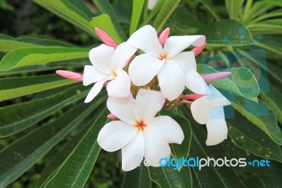 White Plumeria Flowers Stock Photo