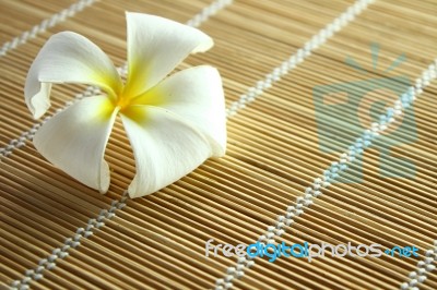 White Plumeria - Frangipani Stock Photo