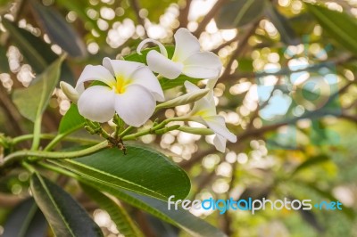 White Plumeria Or Frangipani Flowers In Garden Stock Photo