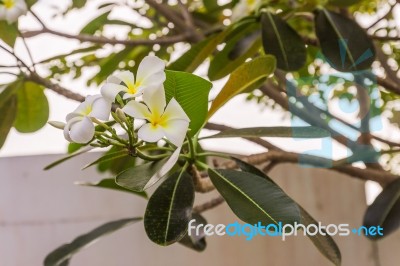 White Plumeria Or Frangipani Flowers In Garden Stock Photo