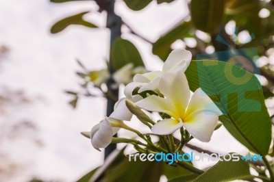 White Plumeria Or Frangipani Flowers In Garden Stock Photo