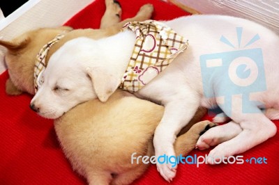 White Puppy Sleeping Stock Photo