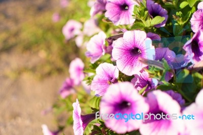 White Purple Pink Flower Selective Focus Blur Background Stock Photo