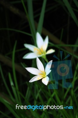 White Rain Lily In Dark Clump Of Grass Stock Photo