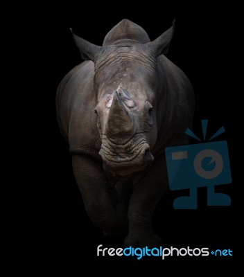 White Rhinoceros In Dark Background Stock Photo