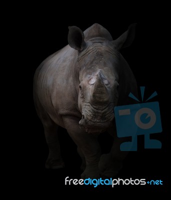 White Rhinoceros In Dark Background Stock Photo