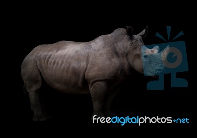 White Rhinoceros In Dark Background Stock Photo