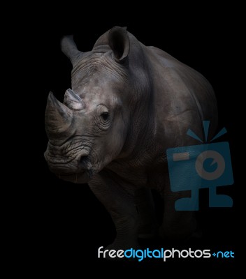 White Rhinoceros In Dark Background Stock Photo