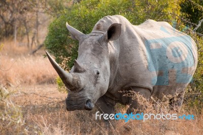 White Rhinoceros In The Bushveld Stock Photo