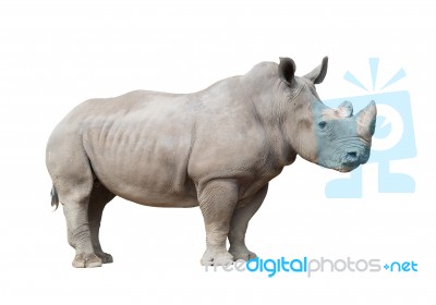 White Rhinoceros Isolated Stock Photo