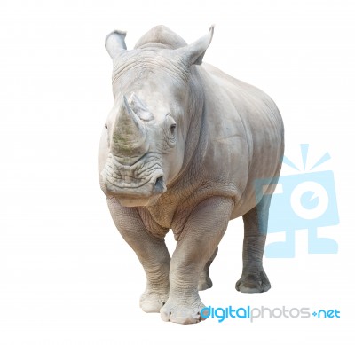 White Rhinoceros Isolated Stock Photo