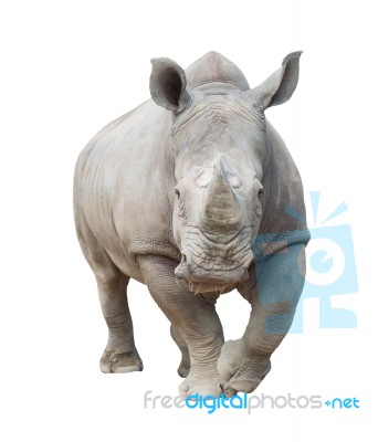 White Rhinoceros Isolated Stock Photo