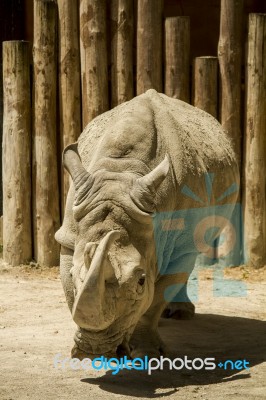 White Rhinoceros Or Square-lipped Rhinoceros (ceratotherium Simum) On A Zoo Stock Photo