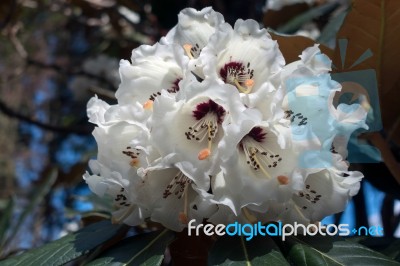 White Rhododendron Stock Photo