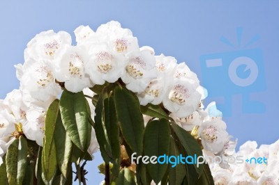 White Rhododendron Flowers Stock Photo