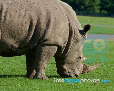 White Rhynoceros On The Green Grass Stock Photo