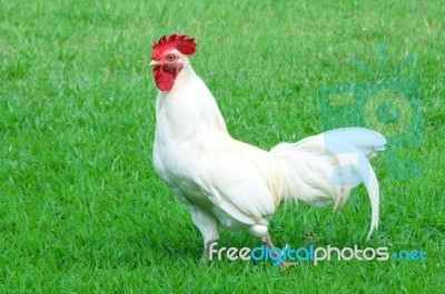 White Rooster Stock Photo